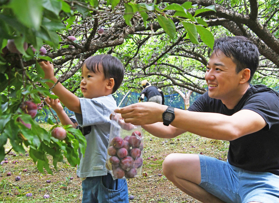 スモモ収穫体験を楽しむ来場者＝2日、鹿児島県大和村