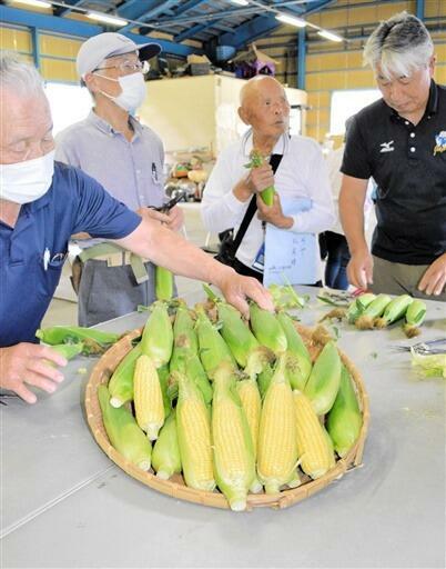 スイートコーンの出来栄えを確かめる生産者=6月27日、福井県永平寺町諏訪間のJA福井県永平寺支店特産加工施設