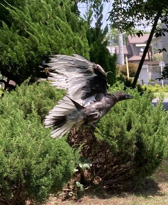 武道館付近で発見された白い羽のカラス