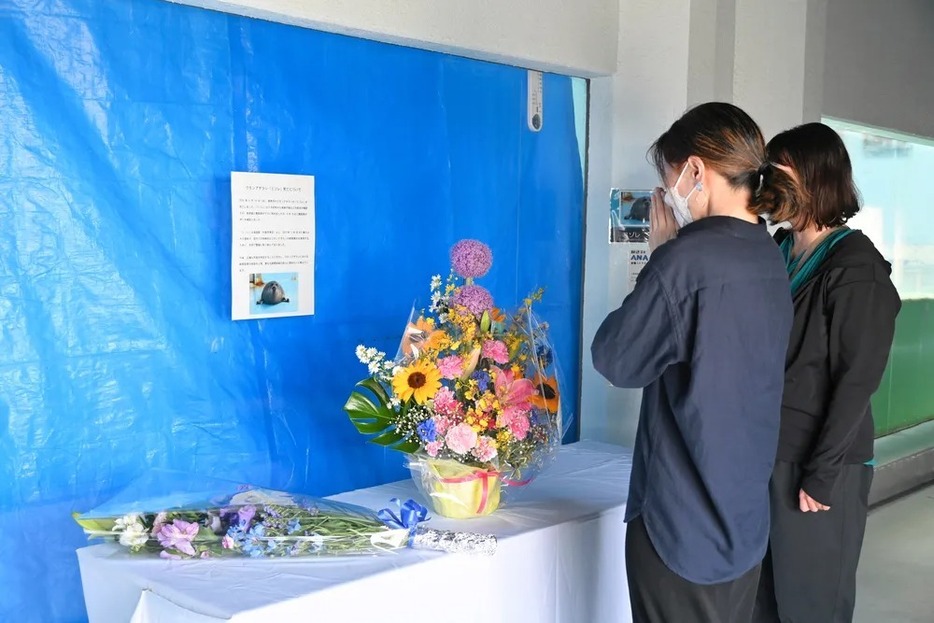 ワモンアザラシ「ミゾレ」の水槽前に置かれた献花台で手を合わせる来場者