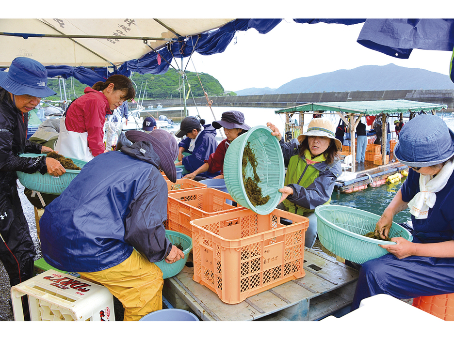 浜売りに向けて収穫したばかりのモズクを手作業で洗う住民ら＝1日、鹿児島県宇検村平田