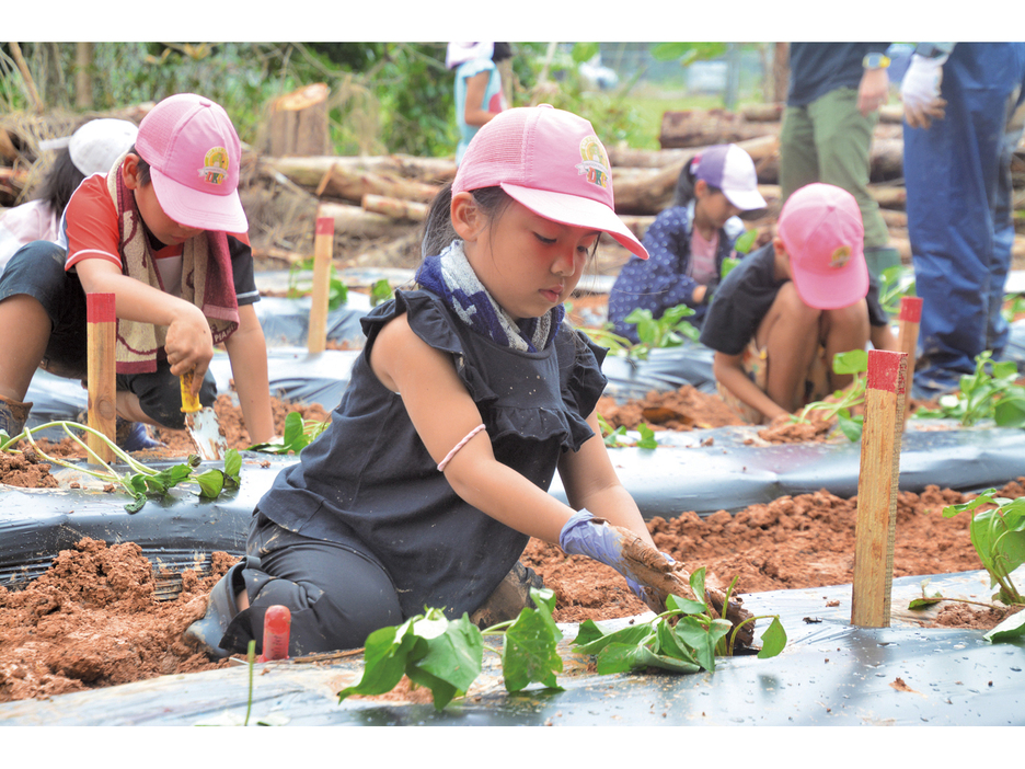 サツマイモの芋づるを植え付ける農業体験参加者＝1日、鹿児島県龍郷町浦