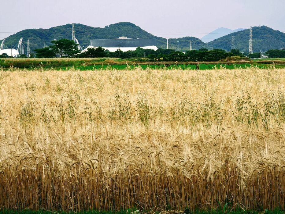 収穫期を迎えた熊本の麦畑