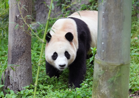 中国ジャイアントパンダ保護研究センター臥龍神樹坪基地で初めて一般公開された「福宝」（2024年6月12日撮影）。