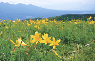 霧ケ峰高原の富士見台で咲き始めたニッコウキスゲ＝27日午後