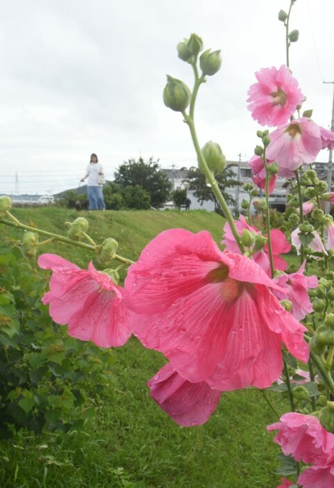 鮮やかなピンクが雨露に映えるタチアオイ＝21日午前7時55分、岡山市北区西長瀬