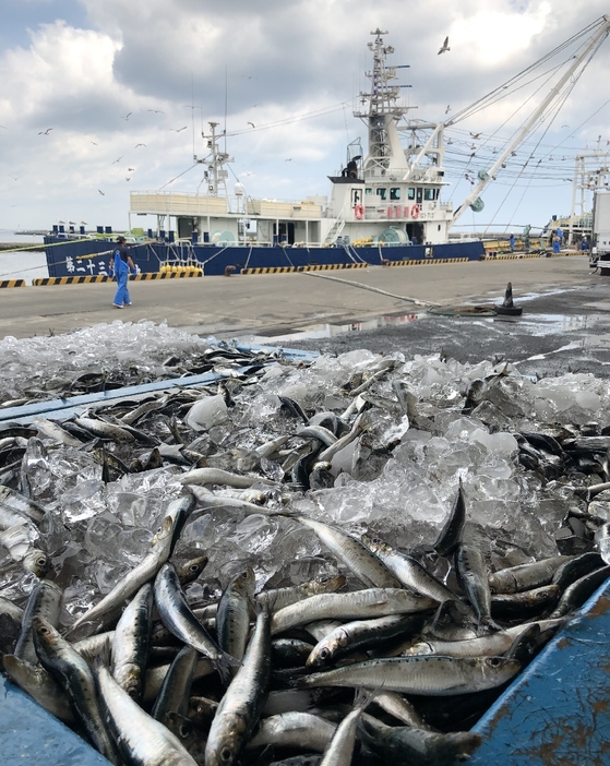 八戸港に水揚げされたマイワシ。東通沖に漁場が形成され、好調が続く＝11日、八戸市第1魚市場