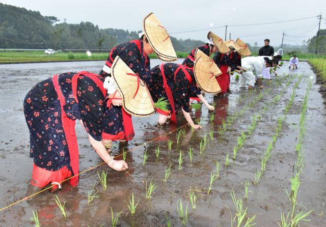 県神道青年会の御田植祭で丁寧に苗を手植えする早乙女ら