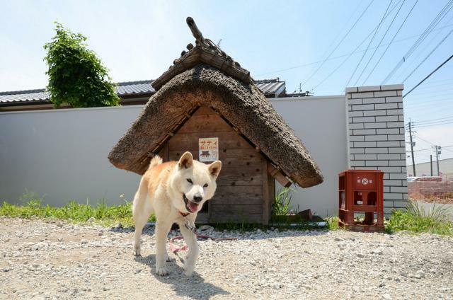 茅葺きの犬小屋で過ごすサティ=2024年6月19日午後0時36分、福岡県飯塚市中、岩田誠司撮影