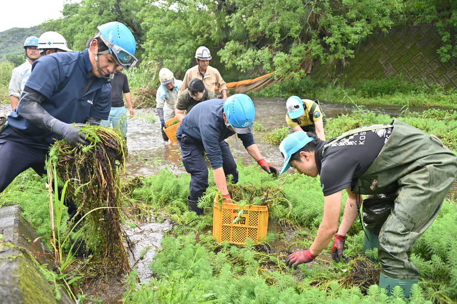 駆除作業を行う参加者ら＝17日、鹿児島県奄美市名瀬