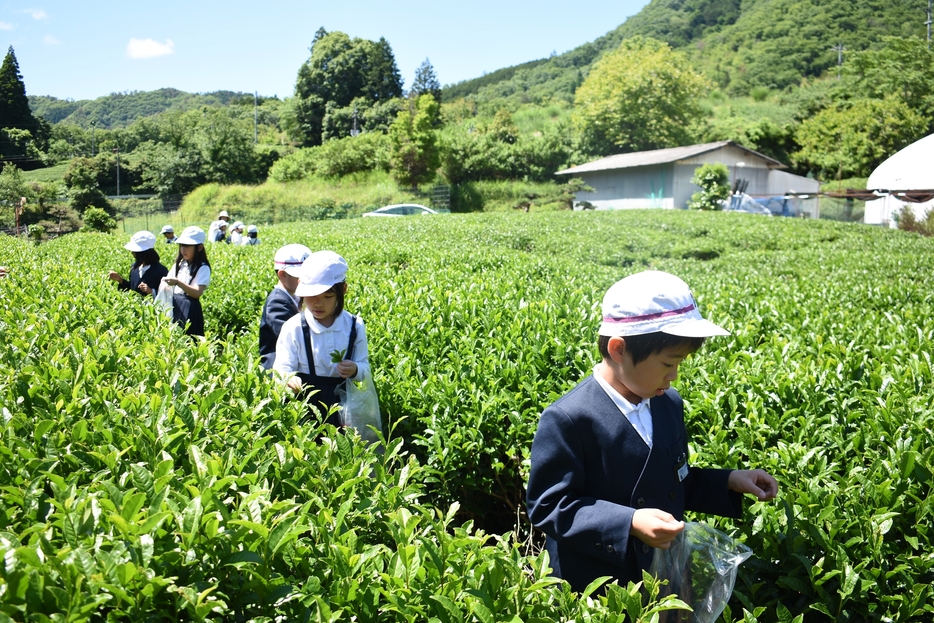 茶の収穫を体験する児童=岡山県美作市で