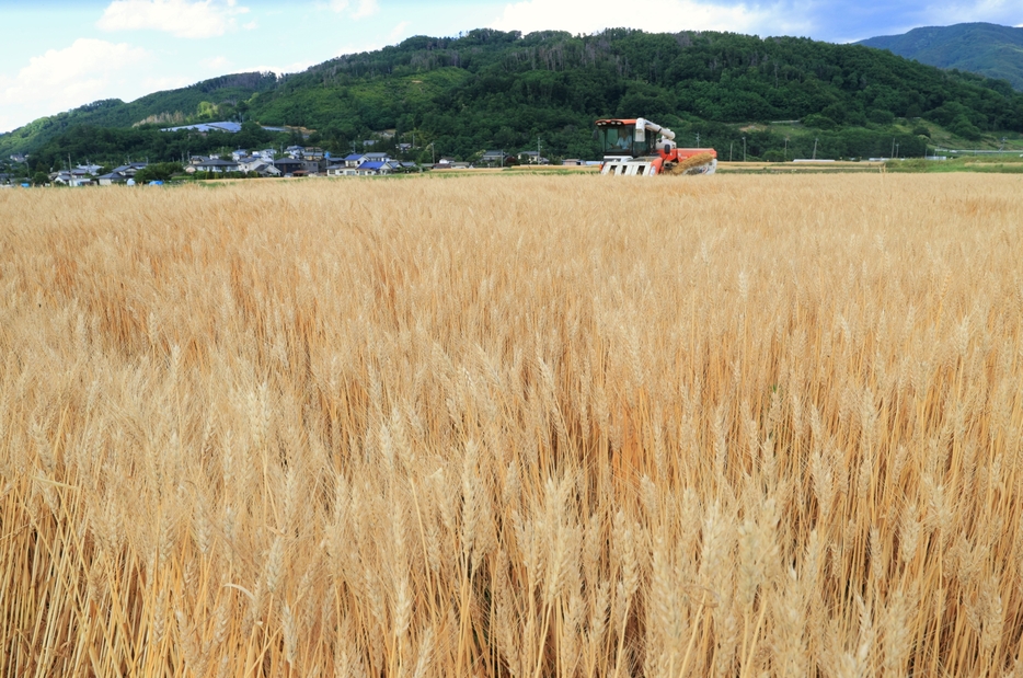 麦秋の季節を迎え、収穫が進む小麦畑