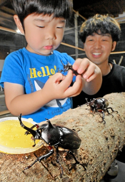 カブトムシと触れ合う子どもら＝6月22日、福井県永平寺町松岡志比堺のドリームビートル