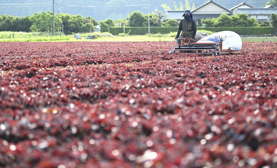 収穫最盛期を迎え、一面が濃い紫色に染まった赤シソ畑＝磐田市