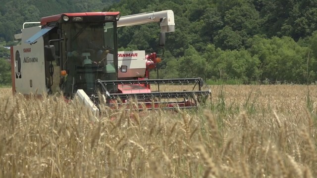 津山市などで「小麦」の収穫が最盛期