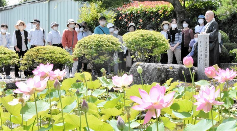 見頃となったハスを観賞する参加者