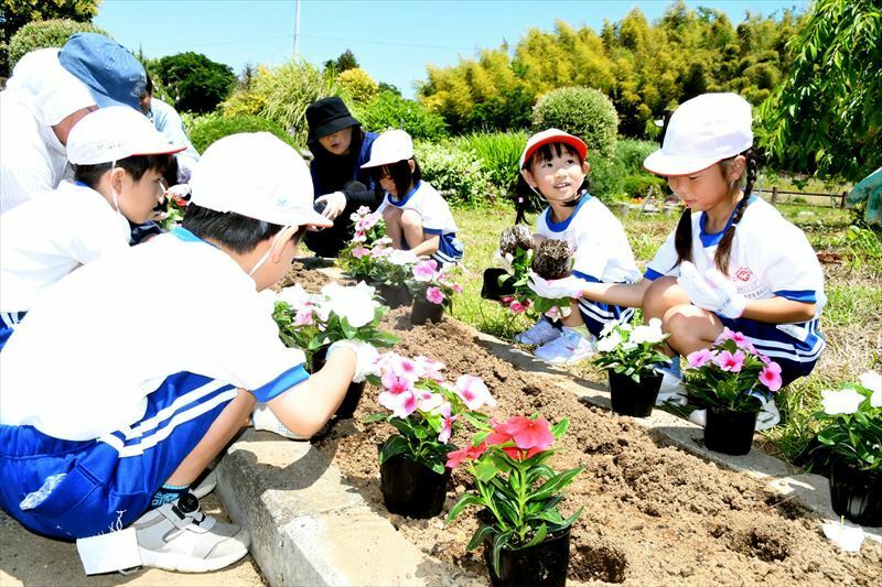 花壇にニチニチソウを植える児童