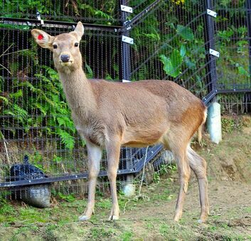 沖縄こどもの国で飼育されているホンシュウジカ（同園提供）