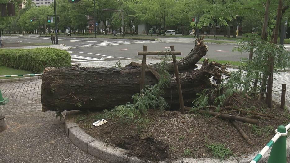 大雨影響か 平和大通りで倒木　広島市