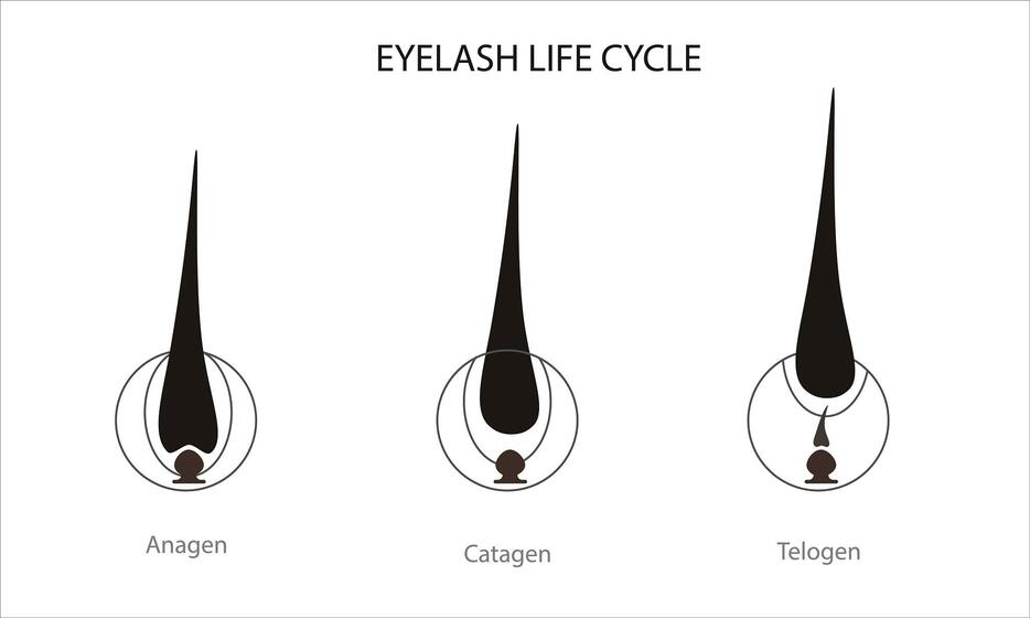 まつ毛の成長期→退行期→休止期。まつ毛は、頭髪と同様にヘアサイクル（毛周期）があります。頭髪の毛周期が3～6年に対し、まつ毛は4カ月。 shutterstock.com