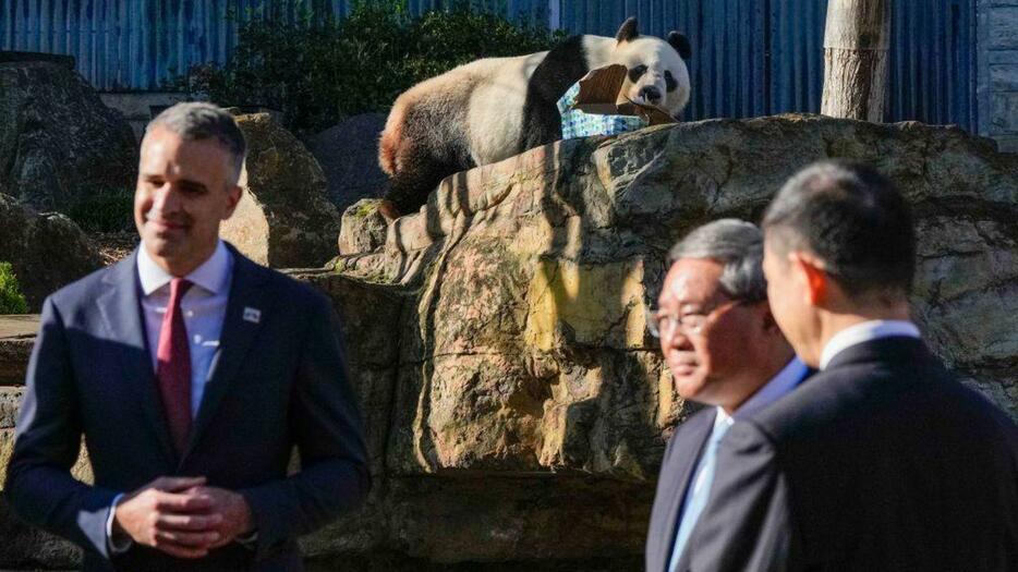 中国首相、オーストラリアにパンダ2頭を送ると表明　関係改善の動き