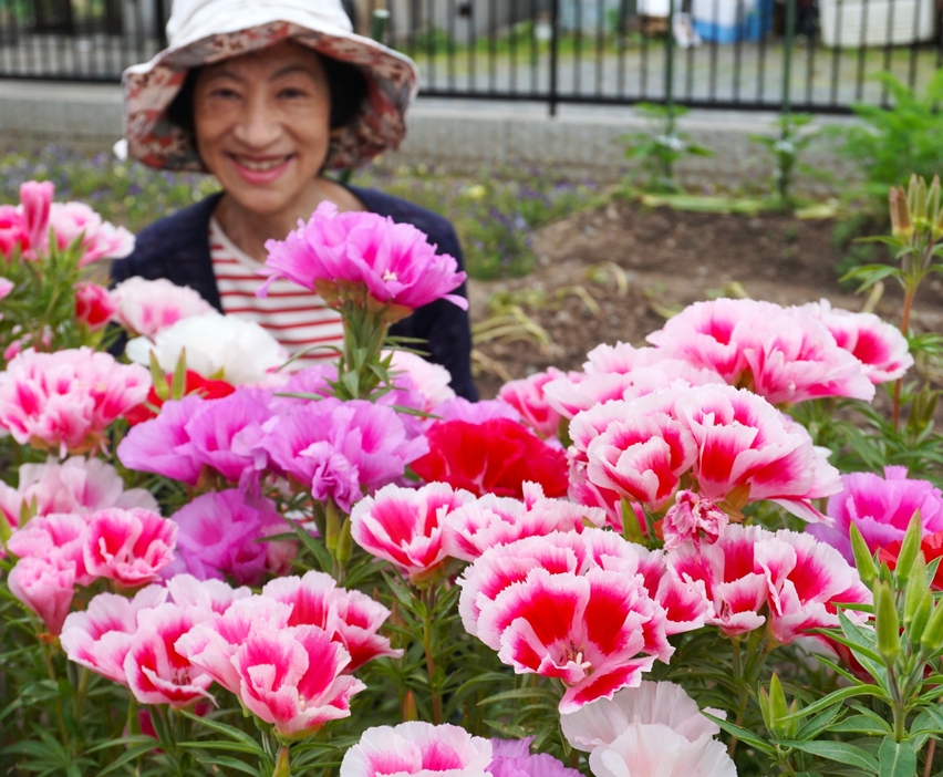 庭を華やかに演出している「ゴデチヤ」。住民は「とてもきれい」とお気に入り＝兵庫県丹波篠山市で