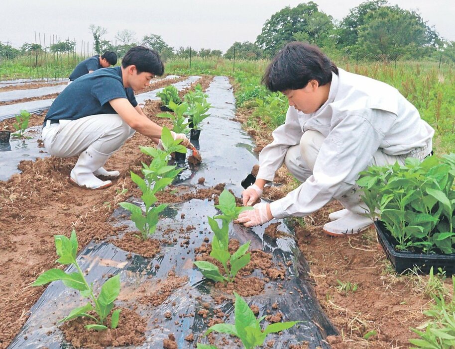 トウガラシの苗を植える生徒
