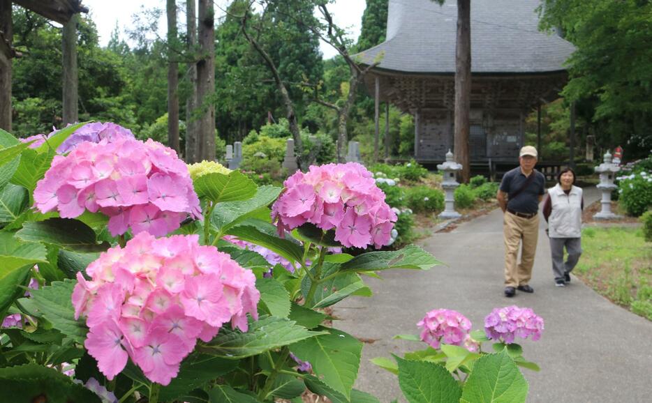 梅雨を迎え、咲き始めた蓮華峰寺のアジサイ=6月24日、佐渡市小比叡