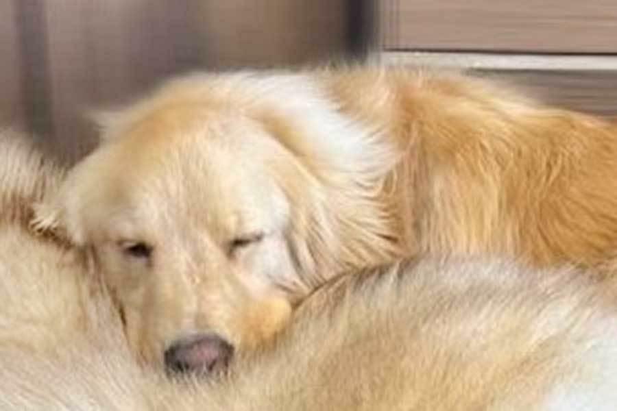 気持ち良さそうな表情で眠るゴールデンレトリーバー。その下には…？【写真提供：GRAND MOU《ぐらんむー》（@GrandMou_）さん】