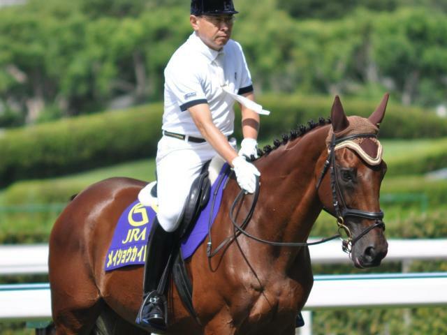 引退後は小倉競馬場で誘導馬を務めたメイショウカイドウ(17年8月撮影、ユーザー提供：ポンタも大好きさん)