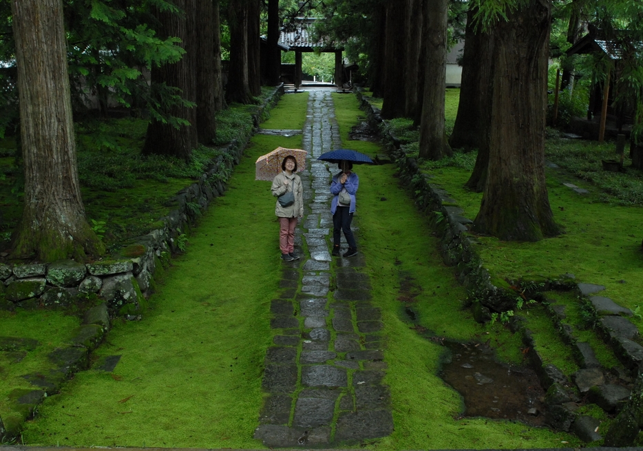 参道一面に広がるコケが雨にぬれて映える下諏訪町の慈雲寺