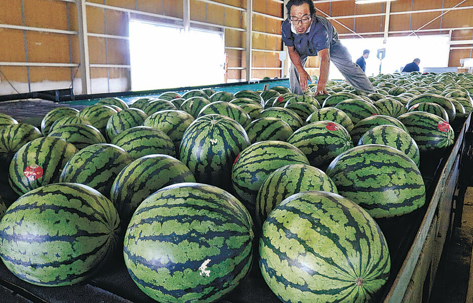 出荷場に並べられた大崎すいか＝１７日午前９時半、かほく市森のＪＡ石川かほく宇ノ気集出荷場