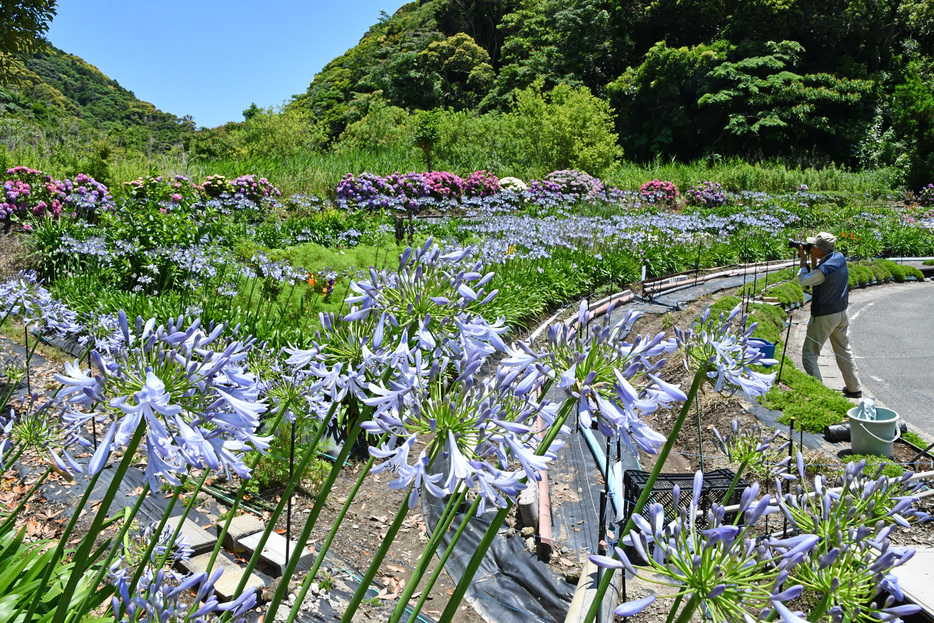 見ごろを迎えているアガパンサス＝鴨川