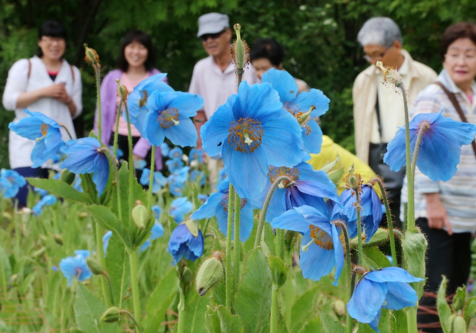 かつては農園内に多くの株が咲き、観光客でにぎわった＝2014年6月