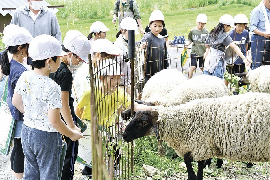 梛野夢クラブが飼う羊と触れ合う児童たち