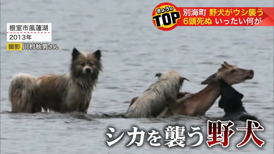 シカを集団で襲う野犬  根室市風蓮湖 2013年　撮影：視聴者