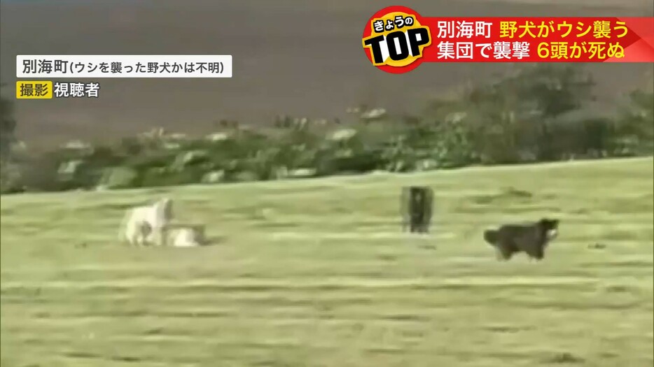 町内で目撃された野犬の群れ（ウシを襲った野犬かは不明）撮影：視聴者