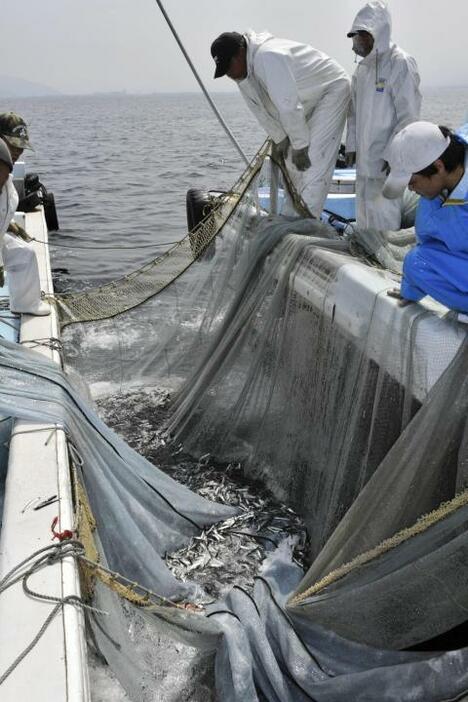 燧灘でカタクチイワシの入った網をたぐり寄せる漁業者＝12日午前、四国中央市沖