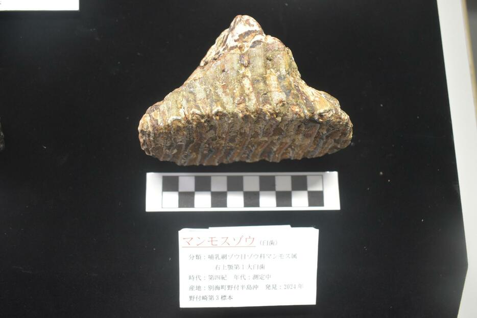 新たに野付半島沖で見つかったマンモスゾウの歯の化石