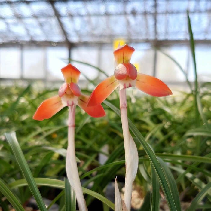 赤花の「紅麿（べにまろ）」（写真提供／蘭万園）