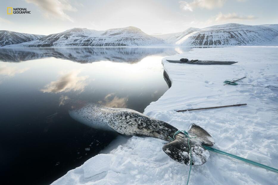 猟師のキャンプ地近くで、氷の上に引き揚げられるイッカク。この後、切り分けられて、銛で仕留めた猟師が最も多くの分け前を得るように分配される。（PHOTOGRAPH BY KILIII YUYAN）