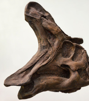 ランベオサウルスの頭骨　photo by gettyimages　