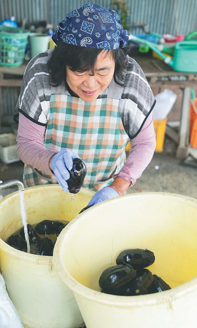 漬物として出荷できる最終日、水ナスを洗う中西さん（31日、大阪府熊取町で）