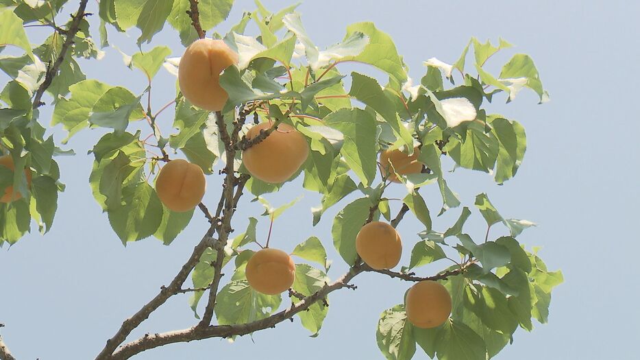 高温の影響か？今季は約2週間早く熟す