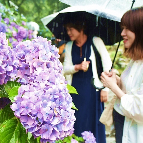 雨に映え美しさが引き立つアジサイの花＝松江市外中原町、月照寺