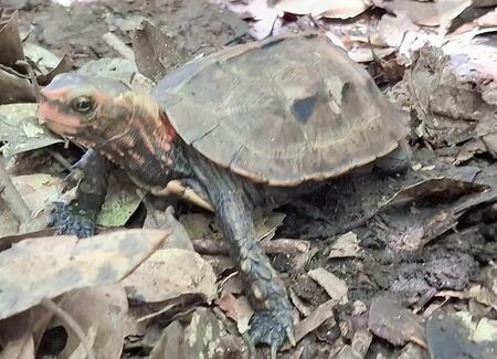 元気に歩いて森に帰ったリュウキュウヤマガメ＝２４日、国頭村辺野喜の山林