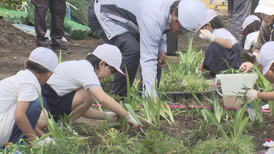 いつもにぎわう広場へ　新サカスタ周辺で小学生が花の苗　広島