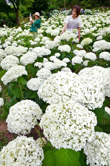 純白のアナベルが咲き誇る陽林寺の境内＝２１日午前