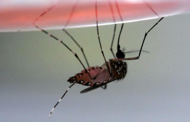 蚊の人工吸血実験で、吸血をおえた蚊=理化学研究所提供