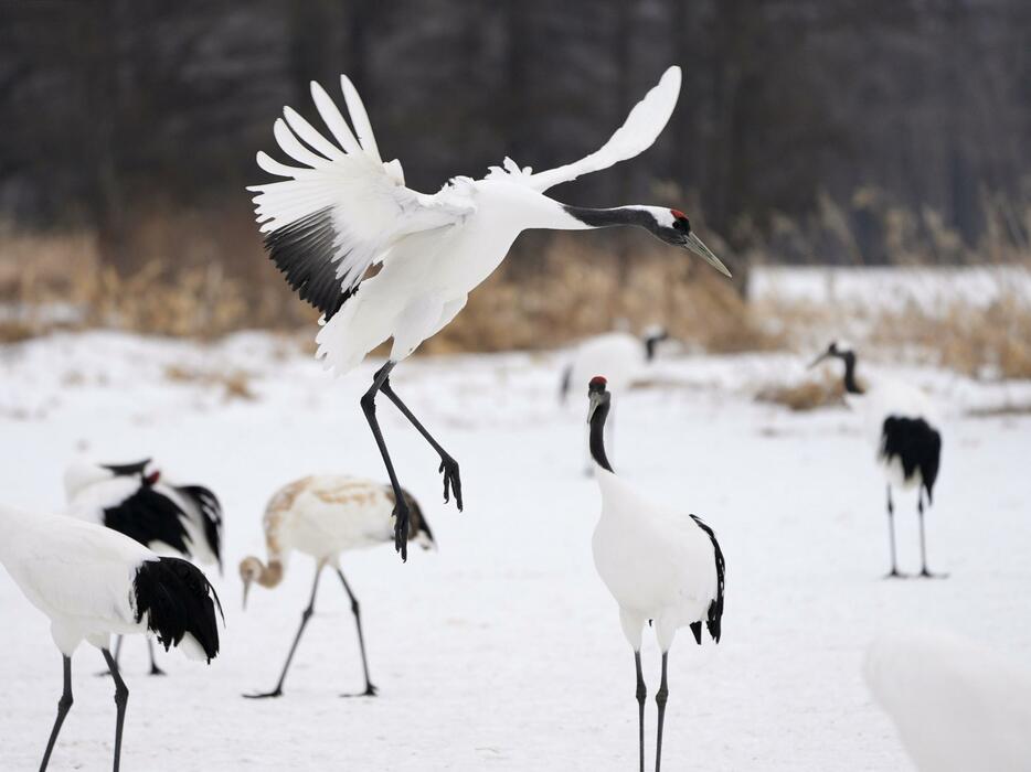 北海道鶴居村に飛んで来て、雪原で舞うタンチョウ＝2月